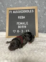 Reba, a female Aussiedoodle for sale in Aurora, MO – Photo 7 of 8
