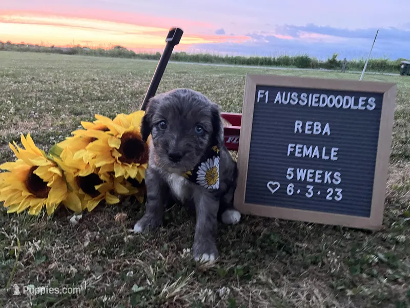 Reba, a female Aussiedoodle for sale in Aurora, MO – Photo 1 of 8