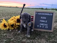 Reba, a female Aussiedoodle for sale in Aurora, MO – Photo 1 of 8