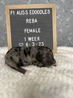 Reba, a female Aussiedoodle for sale in Aurora, MO – Photo 5 of 8