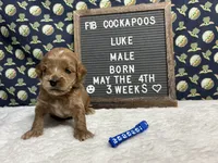 Luke, a male Cockapoo for sale in Aurora, MO – 2 of 5