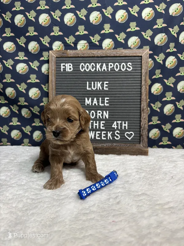 Luke – Cockapoo puppy for sale in Aurora, MO