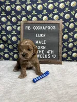 Luke, a male Cockapoo for sale in Aurora, MO – 1 of 5