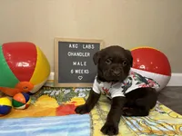 Chandler, a male Labrador Retriever for sale in Aurora, MO – Photo 4 of 10