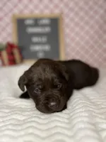 Chandler, a male Labrador Retriever for sale in Aurora, MO – Photo 8 of 10