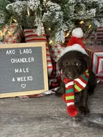 Chandler, a male Labrador Retriever for sale in Aurora, MO – Photo 6 of 10