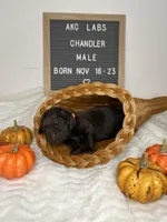Chandler, a male Labrador Retriever for sale in Aurora, MO – Photo 10 of 10
