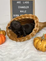 Chandler, a male Labrador Retriever for sale in Aurora, MO – Photo 9 of 10