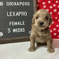Lexapro-"Lexi", a female Cockapoo for sale in Aurora, MO – Photo 9 of 9