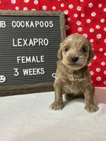 Lexapro-"Lexi", a female Cockapoo for sale in Aurora, MO – Photo 9 of 9