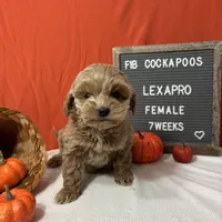 Lexapro-"Lexi", a female Cockapoo for sale in Aurora, MO – Photo 2 of 9