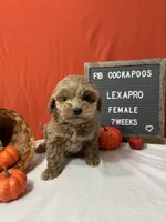 Lexapro-"Lexi", a female Cockapoo for sale in Aurora, MO – Photo 2 of 9