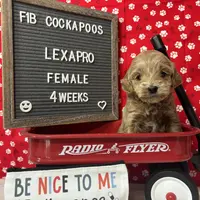 Lexapro-"Lexi", a female Cockapoo for sale in Aurora, MO – Photo 8 of 9