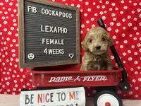 Lexapro-"Lexi", a female Cockapoo for sale in Aurora, MO – Photo 8 of 9