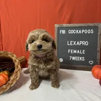 Lexapro-"Lexi", a female Cockapoo for sale in Aurora, MO – Photo 1 of 9