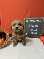 Lexapro-"Lexi", a female Cockapoo for sale in Aurora, MO – Photo 1 of 9