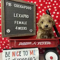 Lexapro-"Lexi", a female Cockapoo for sale in Aurora, MO – Photo 7 of 9