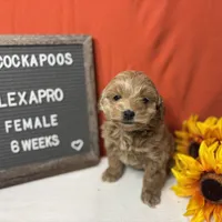 Lexapro-"Lexi", a female Cockapoo for sale in Aurora, MO – Photo 3 of 9