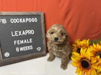 Lexapro-"Lexi", a female Cockapoo for sale in Aurora, MO – Photo 3 of 9