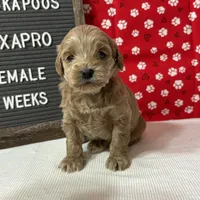 Lexapro-"Lexi", a female Cockapoo for sale in Aurora, MO – Photo 6 of 9