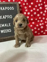 Lexapro-"Lexi", a female Cockapoo for sale in Aurora, MO – Photo 6 of 9
