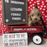 Lexapro-"Lexi", a female Cockapoo for sale in Aurora, MO – Photo 5 of 9