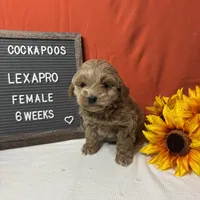 Lexapro-"Lexi", a female Cockapoo for sale in Aurora, MO – Photo 4 of 9