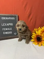 Lexapro-"Lexi", a female Cockapoo for sale in Aurora, MO – Photo 4 of 9