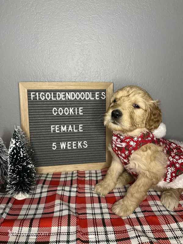 F1-Cookie, a female Goldendoodle for sale in Aurora, MO – Photo 1 of 9