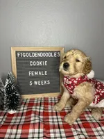 F1-Cookie, a female Goldendoodle for sale in Aurora, MO – Photo 1 of 9