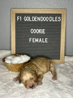 F1-Cookie, a female Goldendoodle for sale in Aurora, MO – Photo 8 of 9