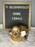 F1-Cookie, a female Goldendoodle for sale in Aurora, MO – Photo 7 of 9