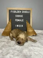 F1-Cookie, a female Goldendoodle for sale in Aurora, MO – Photo 6 of 9