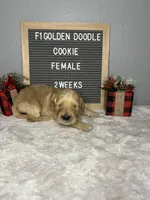 F1-Cookie, a female Goldendoodle for sale in Aurora, MO – Photo 3 of 9