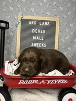 Derek, a male Labrador Retriever for sale in Aurora, MO – Photo 4 of 6