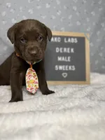 Derek, a male Labrador Retriever for sale in Aurora, MO – Photo 2 of 6