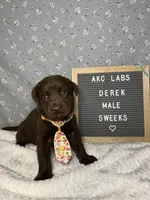 Derek, a male Labrador Retriever for sale in Aurora, MO – Photo 1 of 6