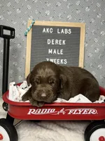 Derek, a male Labrador Retriever for sale in Aurora, MO – Photo 6 of 6