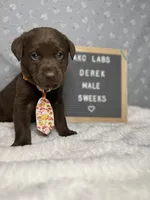 Derek, a male Labrador Retriever for sale in Aurora, MO – Photo 3 of 6