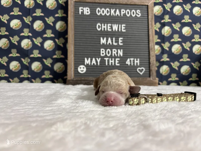 Chewie, a male Cockapoo for sale in Aurora, MO – 1 of 3