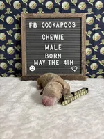 Chewie, a male Cockapoo for sale in Aurora, MO – 2 of 3