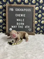 Chewie, a male Cockapoo for sale in Aurora, MO – 3 of 3