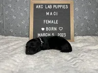 Maci, a female Labrador Retriever for sale in Aurora, MO – Photo 3 of 3