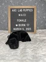 Maci, a female Labrador Retriever for sale in Aurora, MO – Photo 2 of 3