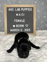 Maci, a female Labrador Retriever for sale in Aurora, MO – Photo 1 of 3