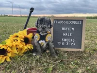 Waylon, a male Aussiedoodle for sale in Aurora, MO – Photo 4 of 8