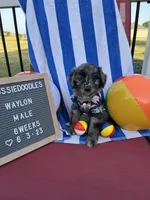 Waylon, a male Aussiedoodle for sale in Aurora, MO – Photo 2 of 8