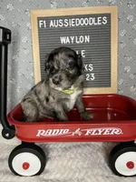 Waylon, a male Aussiedoodle for sale in Aurora, MO – Photo 7 of 8