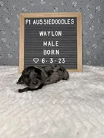 Waylon, a male Aussiedoodle for sale in Aurora, MO – Photo 8 of 8