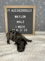 Waylon, a male Aussiedoodle for sale in Aurora, MO – Photo 6 of 8